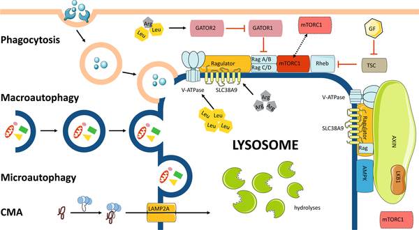 Lysosomal Function: Understanding the Key Components