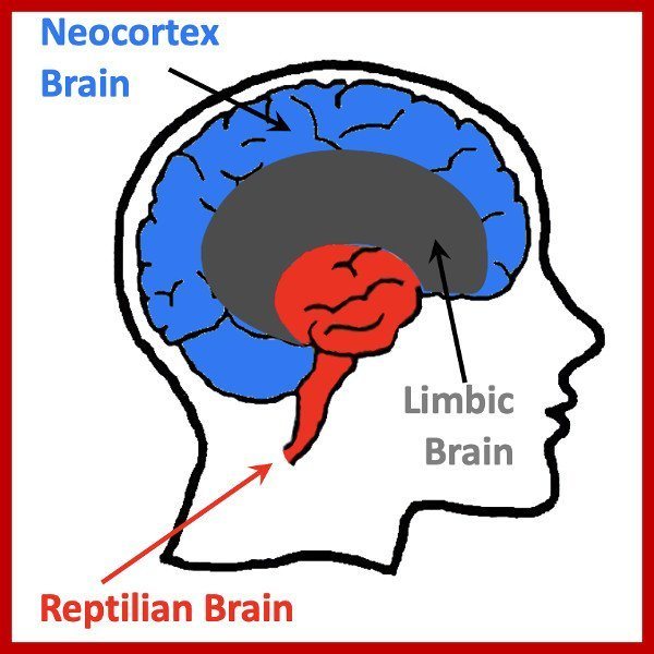 The Reptilian Brain: Understanding the Fight or Flight Response – Cats ...